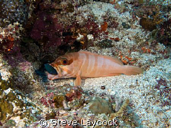 Black tip grouper struggling with a red tooth trigger fis... by Steve Laycock 